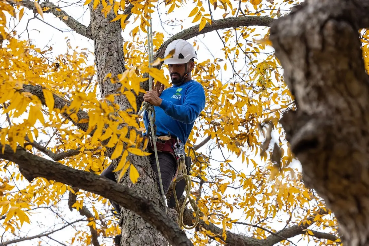 Skilled Tree Planting crew working in Barnesville